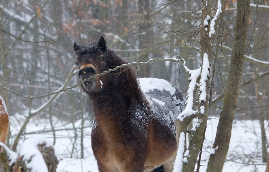 Zimní Podyjí láká na divoké koně v zasněžené krajině