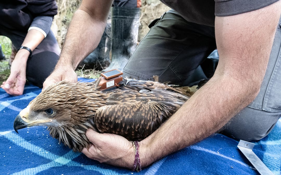 V CHKO Soutok mají orla s batůžkem
