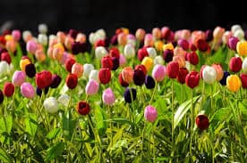 tulipány