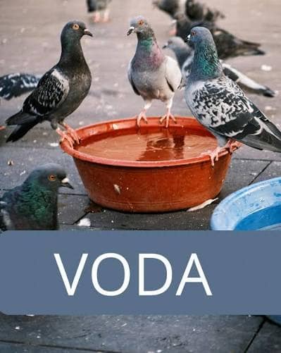 ptáci