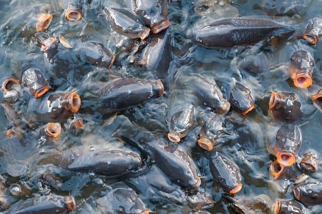 fish-gf619d6bda_640